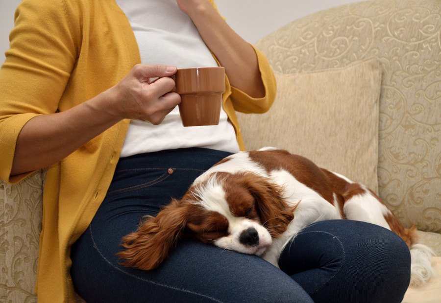 都内で保護犬のいるカフェ3選！犬を引き取って里親になるには