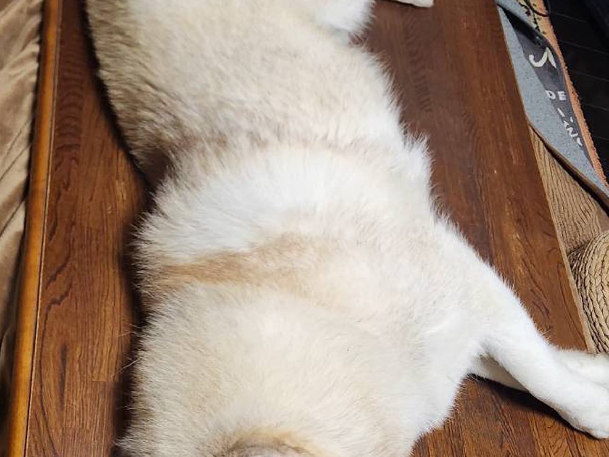 仕事中、母親から『犬の様子』が送られてきて…留守番中にみせた『まさかの行動』が25万表示「サイズぴったりで笑った」「まな板の上みたいｗ」