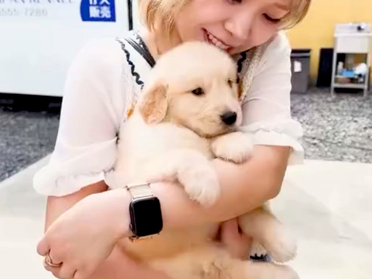 『ぬいぐるみのような大型犬の赤ちゃん』をお迎え→愛情を注いで育てた結果…まさかの成長をとげた『1歳のお姿』が16万再生「愛も体も重めｗ」