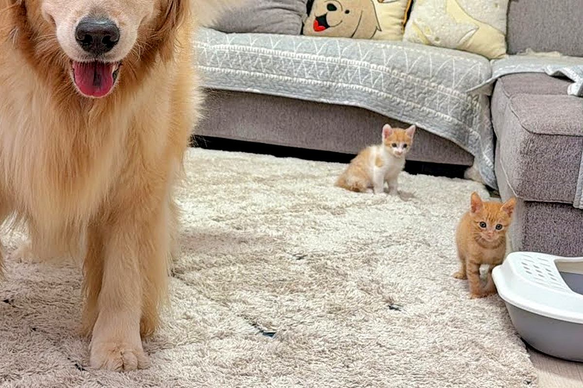 赤ちゃん子猫の前で『柴犬が暴れた』結果→見ていた大型犬が…まさかの『母性が溢れている光景』が34万再生「安心感すごい」「本当に優しい」