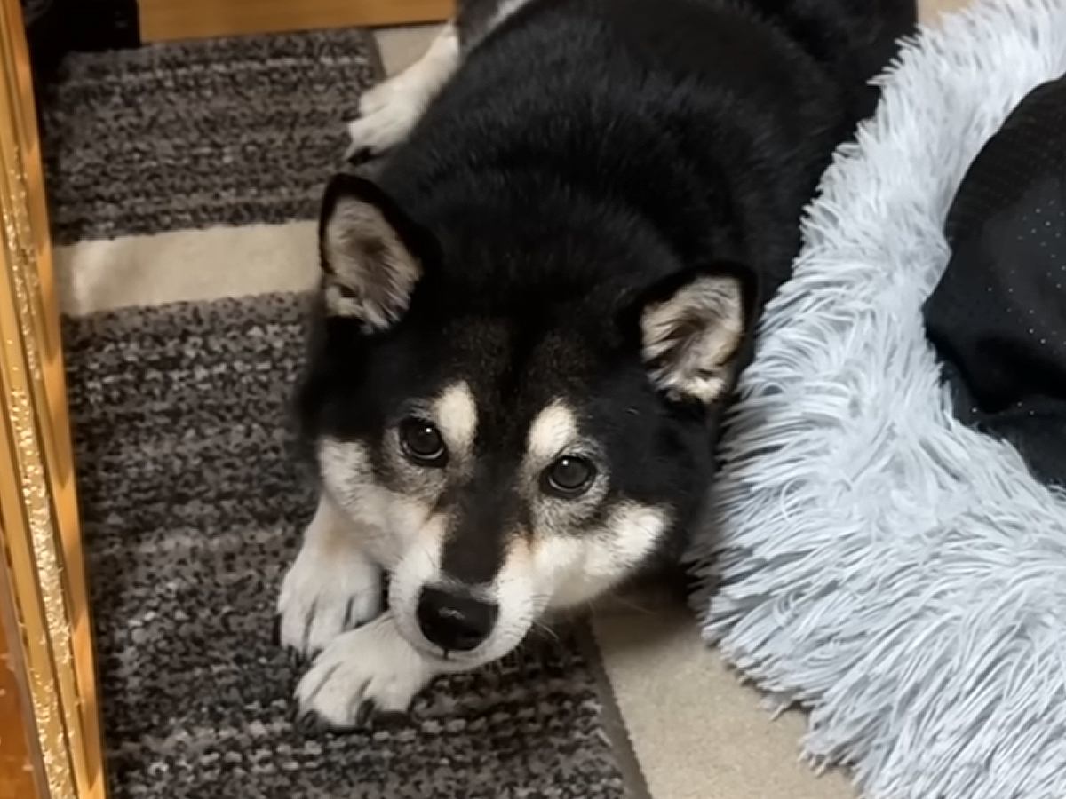 ワガママな犬が『逆ギレ』してきたので叱った結果…想像を超える『愚痴が止まらない光景』が5万再生「前世は人間かな？」「喜怒哀楽激しすぎｗ」