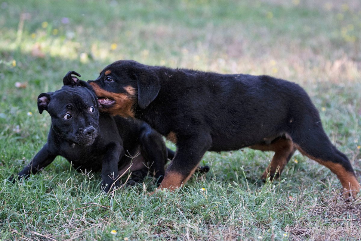 『多頭飼いをすべきではない犬』４選！向いていない先住犬の特徴とは？