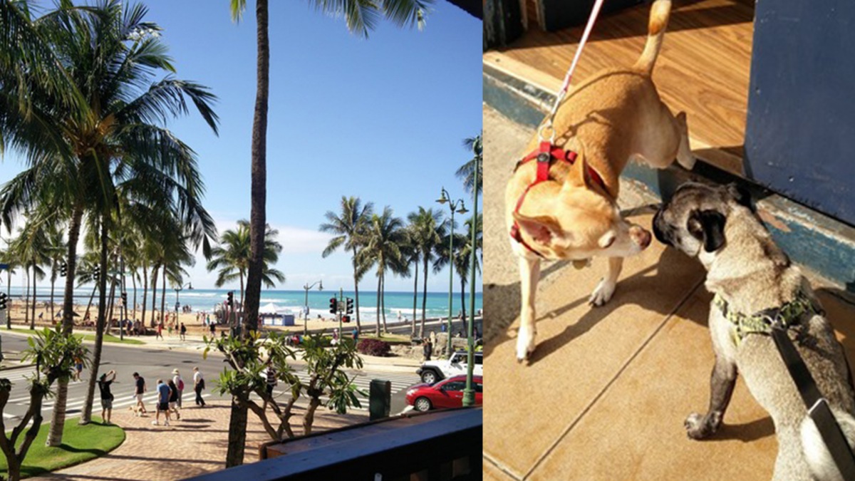 ウメとの〜んびり! in Hawaii　〜ウメちゃん、耳の病気になる！編〜