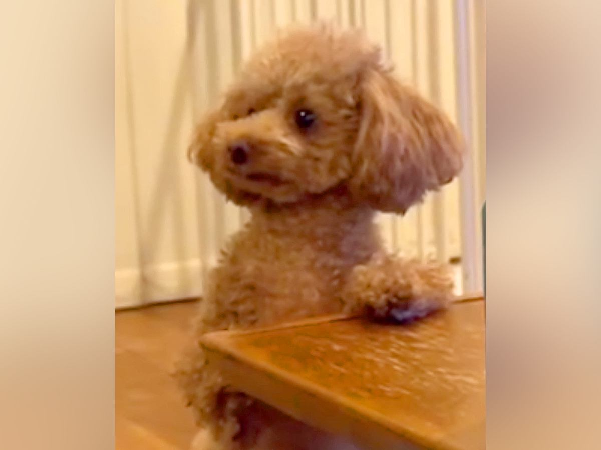 構ってほしい犬→相手にせずにいたら…無視できない『小さな抗議デモ』の様子が59万再生「可愛くてたまらん」「人間の子供みたいｗ」と悶絶