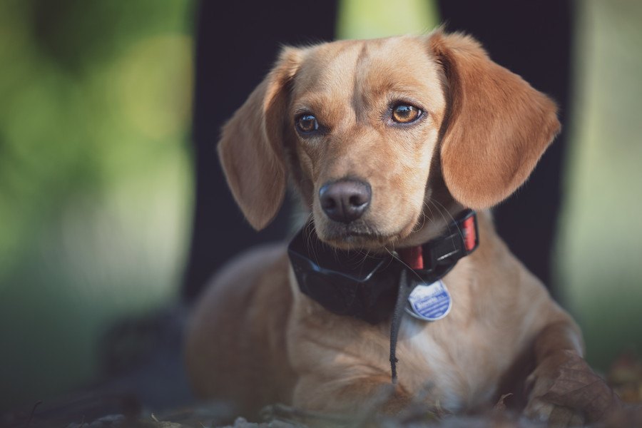 報酬ベースの犬のトレーニングは罰を使うよりも効果的という研究結果