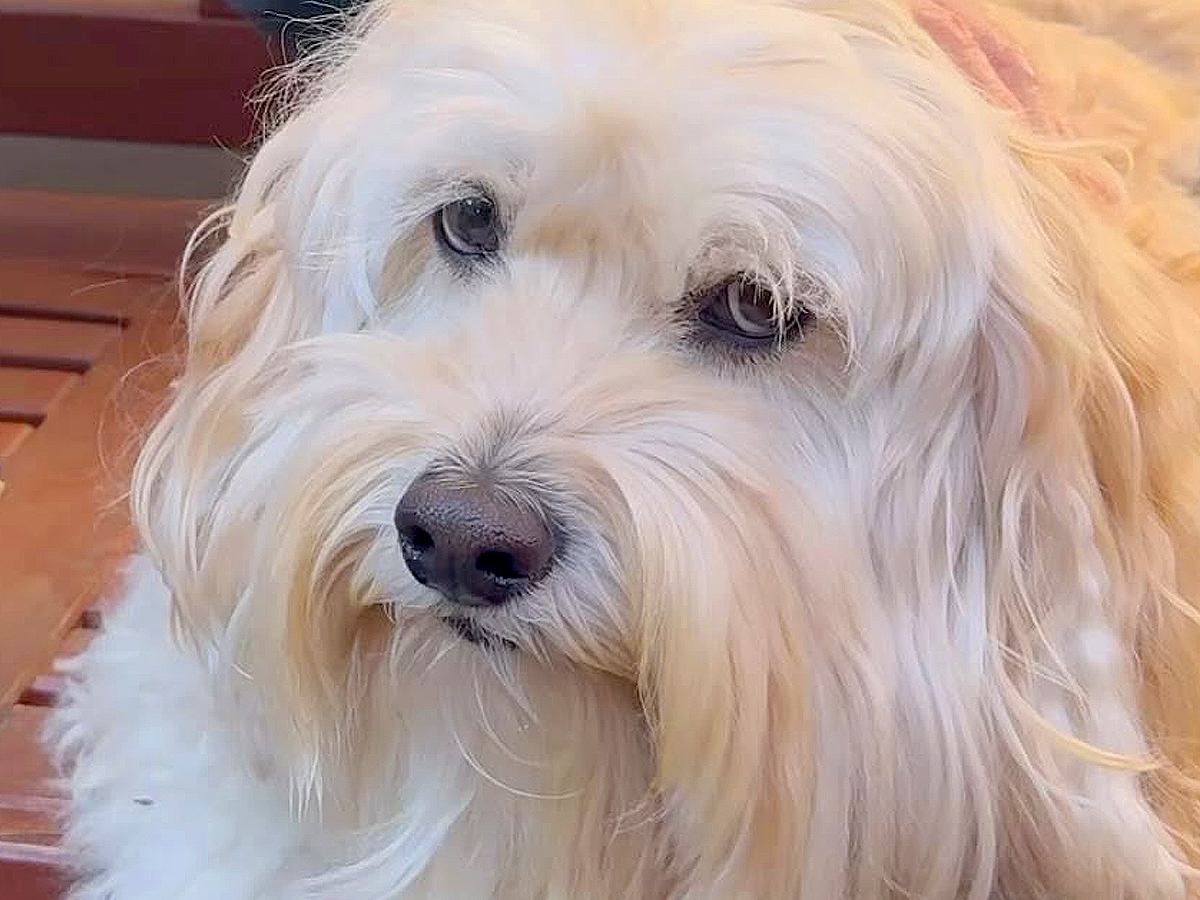 おじいちゃんの家から『３歳のお客さん』が帰ると、残った犬が…まさかの『不満爆発する光景』が33万再生「めちゃ拗ねてて草」「我慢えらいｗ」