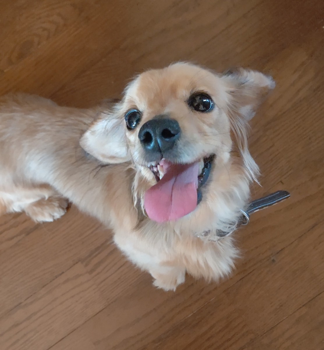 保護犬を飼って変わったこと…それは『笑える時間』が増えたことでした