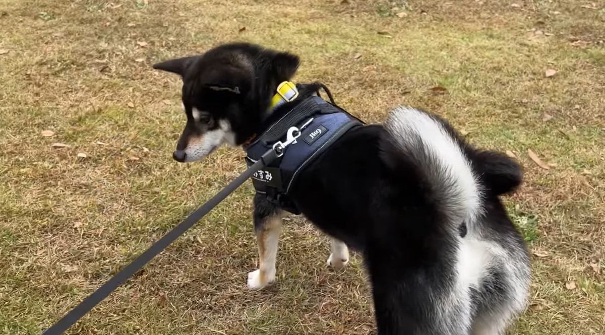 浮気した飼い主に『激おこ』な柴犬が人間みたいと話題に　ヤキモチする姿に「かわいいの極み」「これはもう浮気できないね」