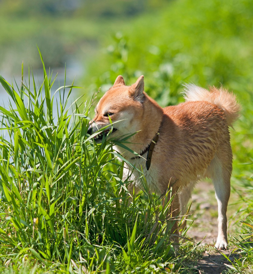 犬が草を食べて吐いても大丈夫？対処法と注意点