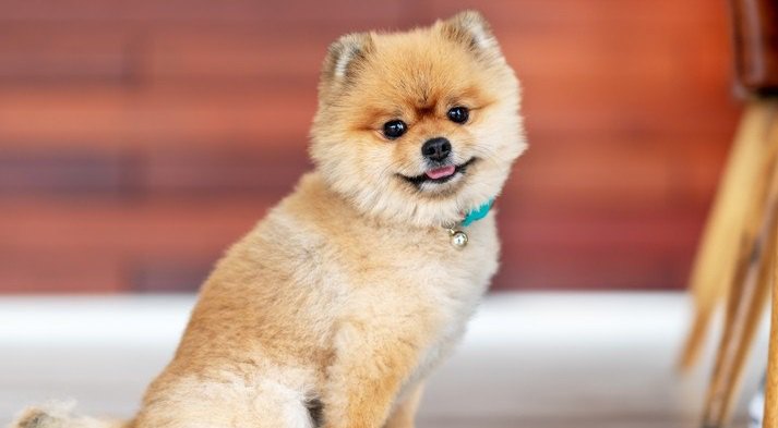 犬が他の犬をジッと見ている時の心理７選！悪い意味も含まれてるって本当？