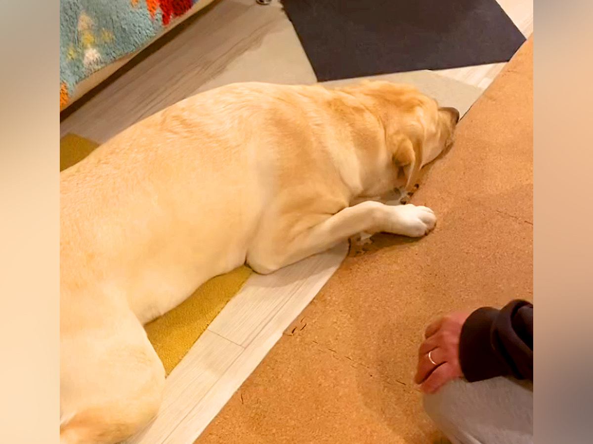 変な音がしたので駆け付けると、イタズラした大型犬が…まさかの『証拠隠滅方法』と『失礼すぎる行動』が23万再生「もう人間ｗ」「必死ｗｗ」