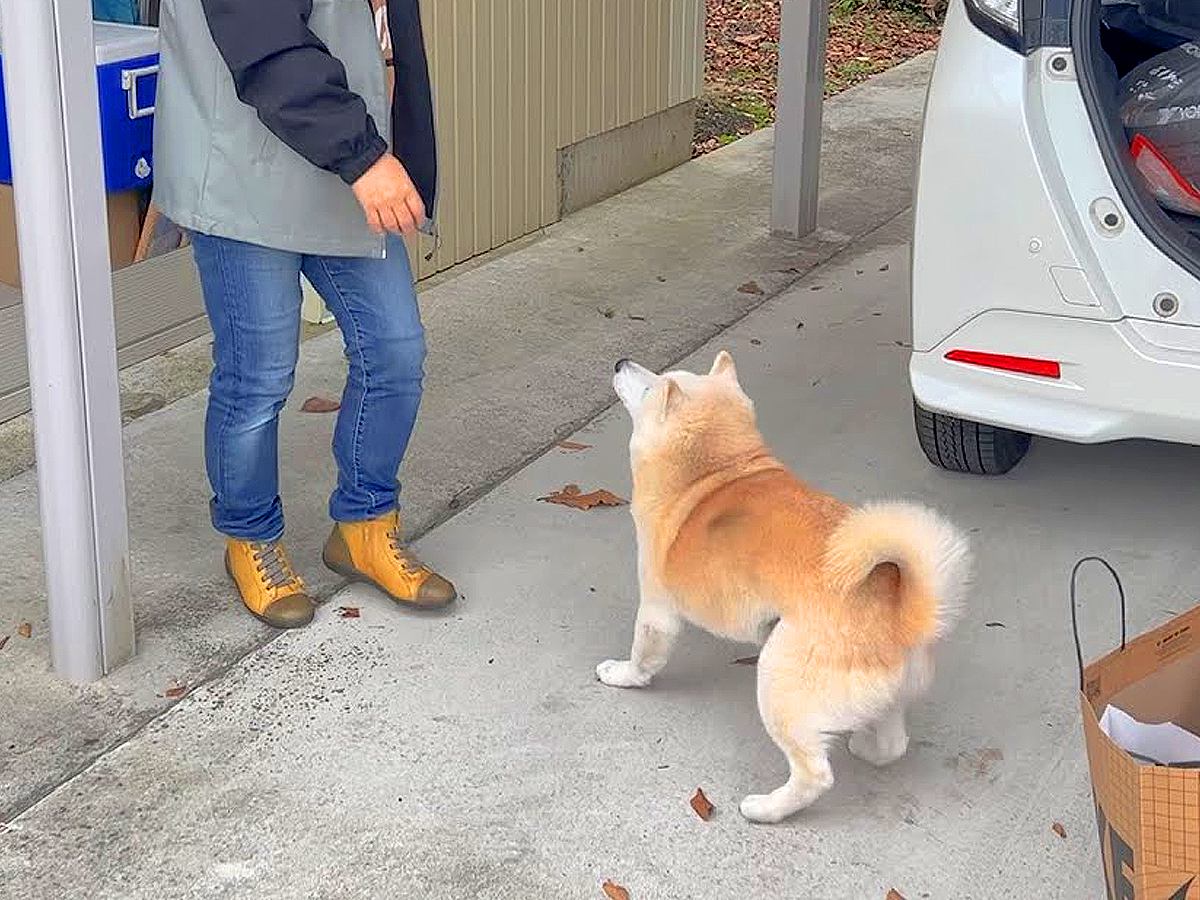 『一緒に行きたい…』買い物に出かけようとしたら犬が…まるで5歳児のような『駄々をこねる姿』に悶絶「尊い」「愛されてるね」と67万再生