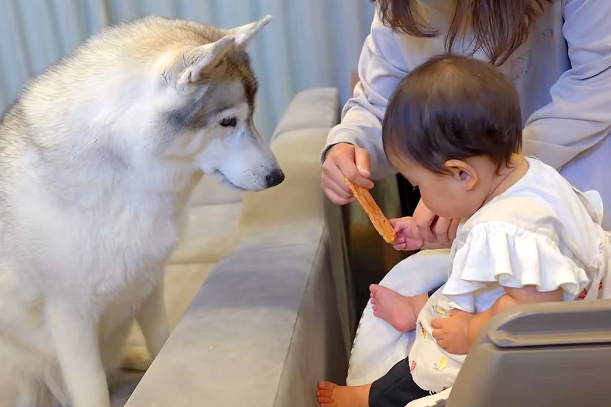 赤ちゃんが大型犬に『初めておやつをあげた』結果→『大丈夫かな』と見ていたら…可愛いが渋滞している光景に反響「天才だ」「目合わせてる」