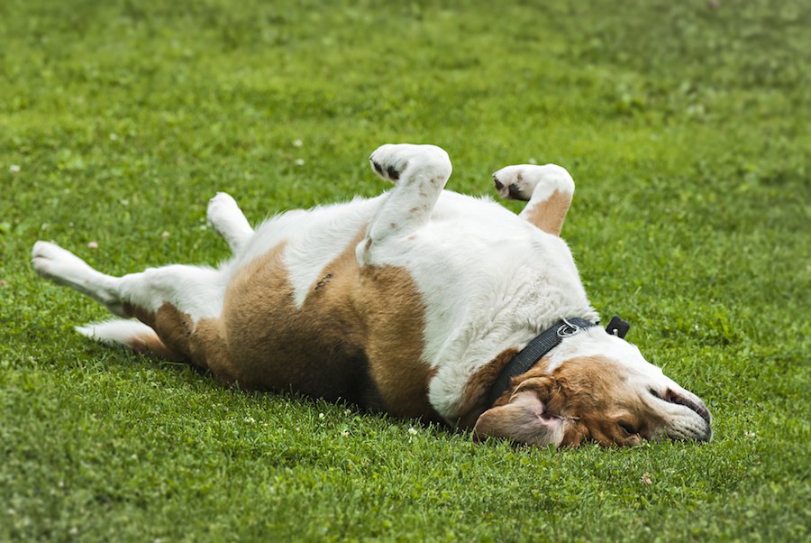 体が泥だらけ…。犬が地面にゴロゴロ転がる心理６つ