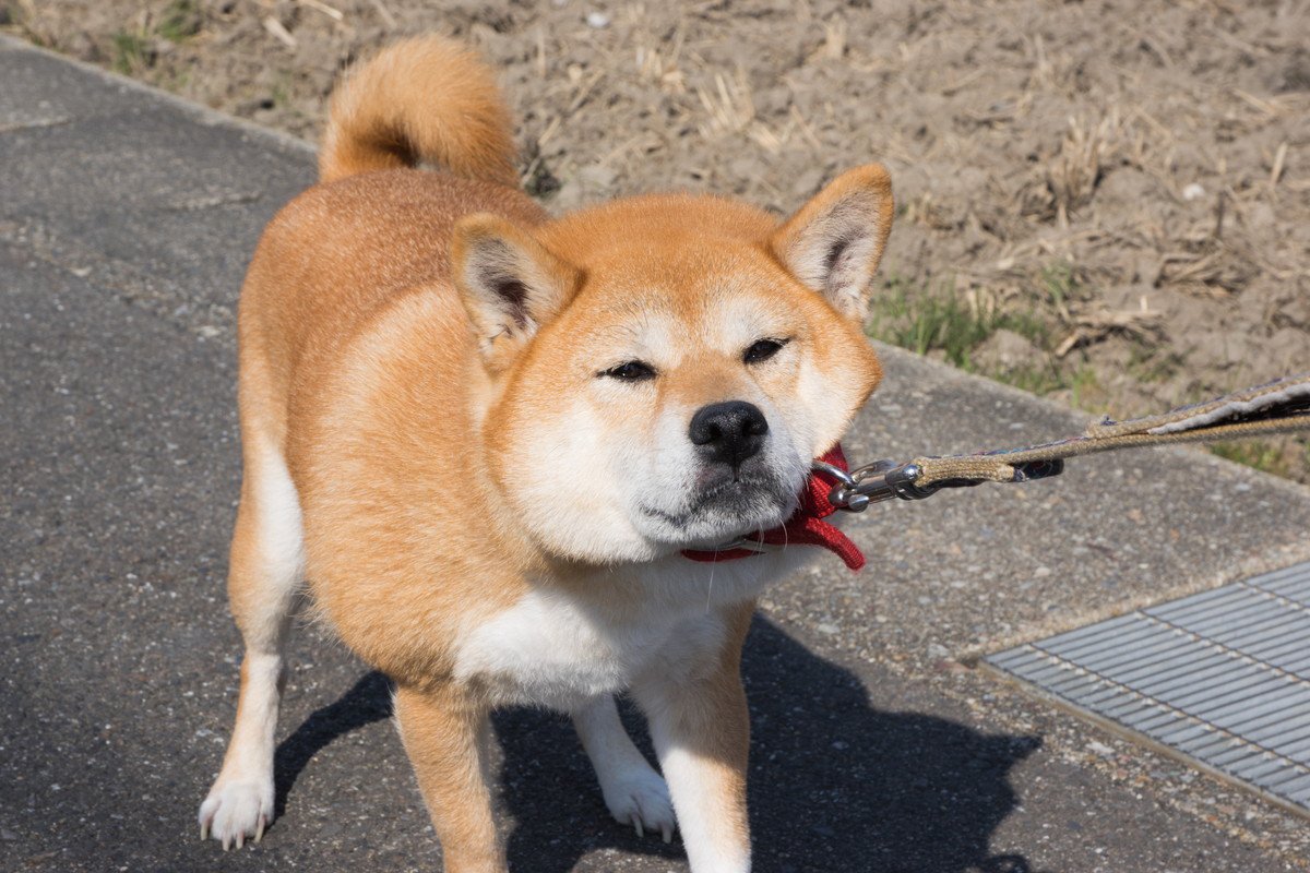 犬が『外で歩いてくれない』心理3つ　スムーズにお散歩させるための対処法まで解説