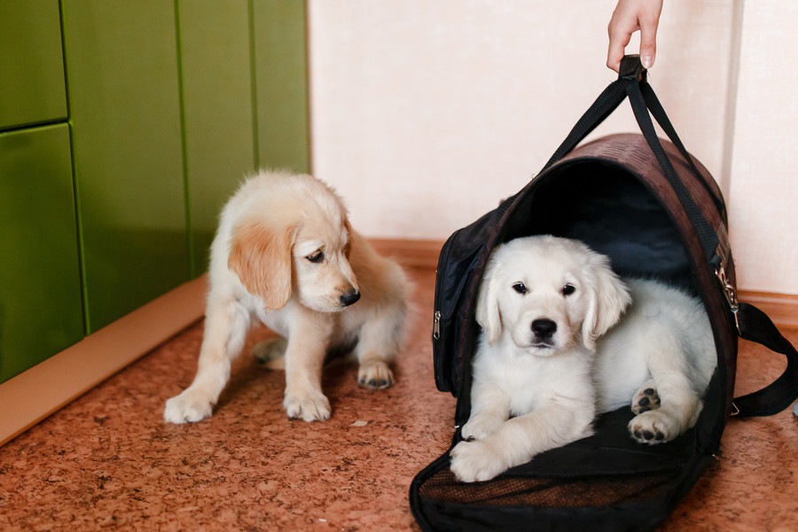 おしゃれな犬用キャリーバッグ5選♡愛犬とファッションを楽しもう