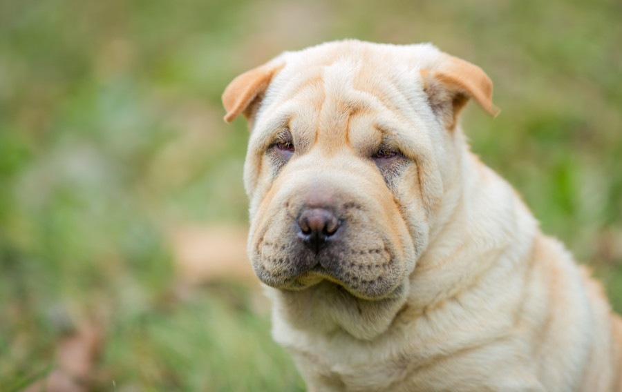 ブサカワな犬の今人気なおすすめランキングTOP5！