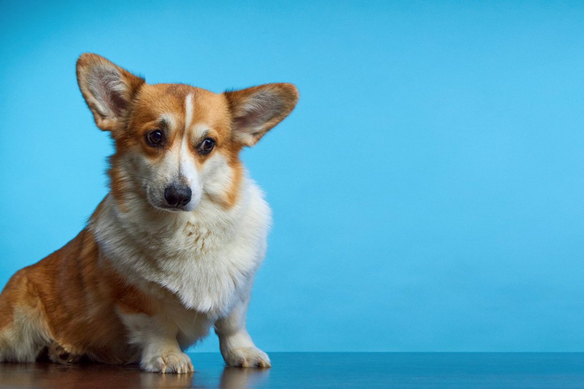 犬がフリーズしたまま動かないときの心理5つ　固まってしまう理由とは？