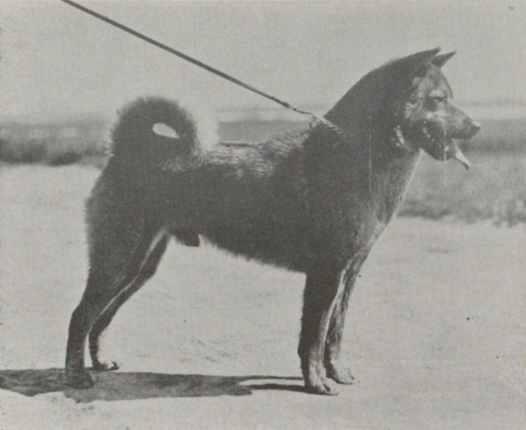 【獣医師監修】石州犬とは？絶滅した日本犬の特徴と柴犬・石号との関係を解説
