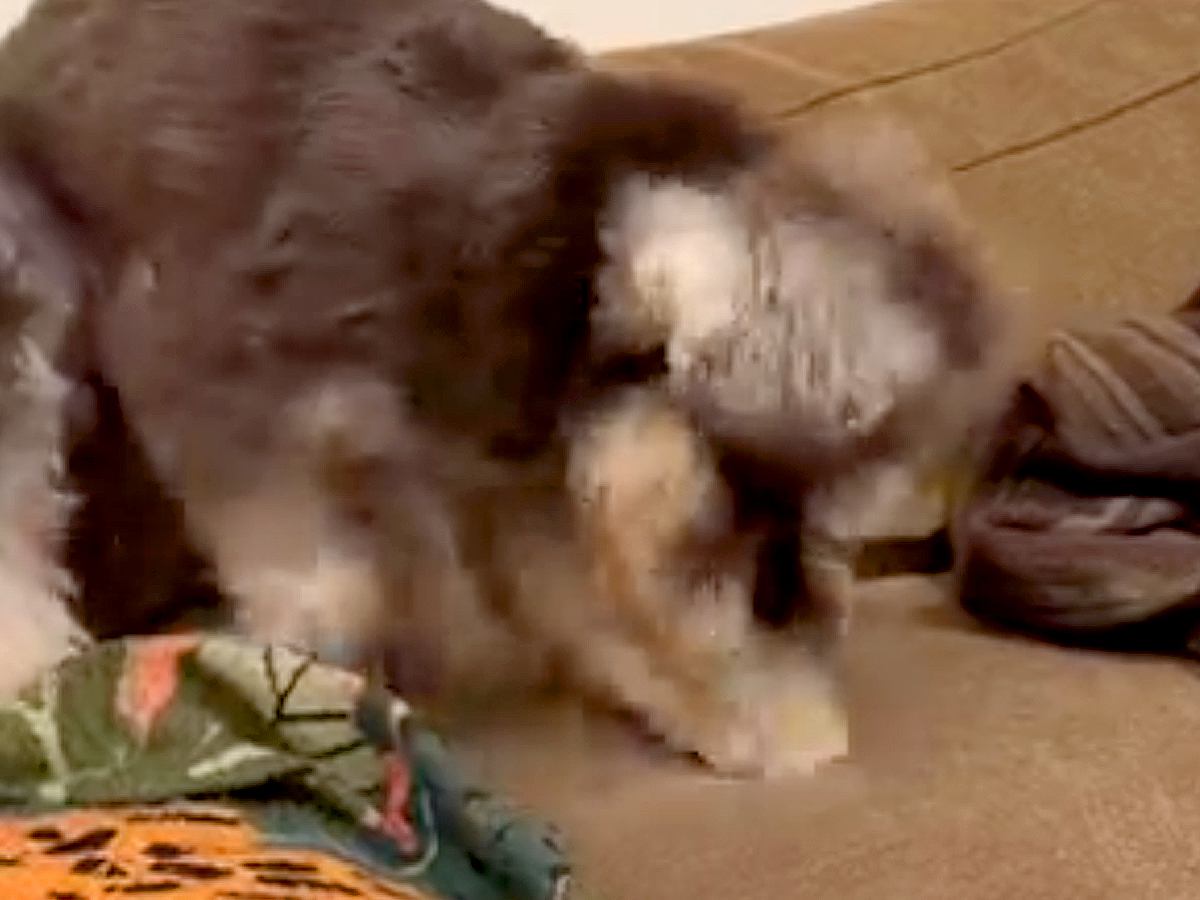 ソファーを夢中で掘る犬に『止めてもらえる？』と注意したら、次の瞬間…人間みたいな『表情』が12万再生「めっちゃ困ってて草」「可愛すぎｗ」
