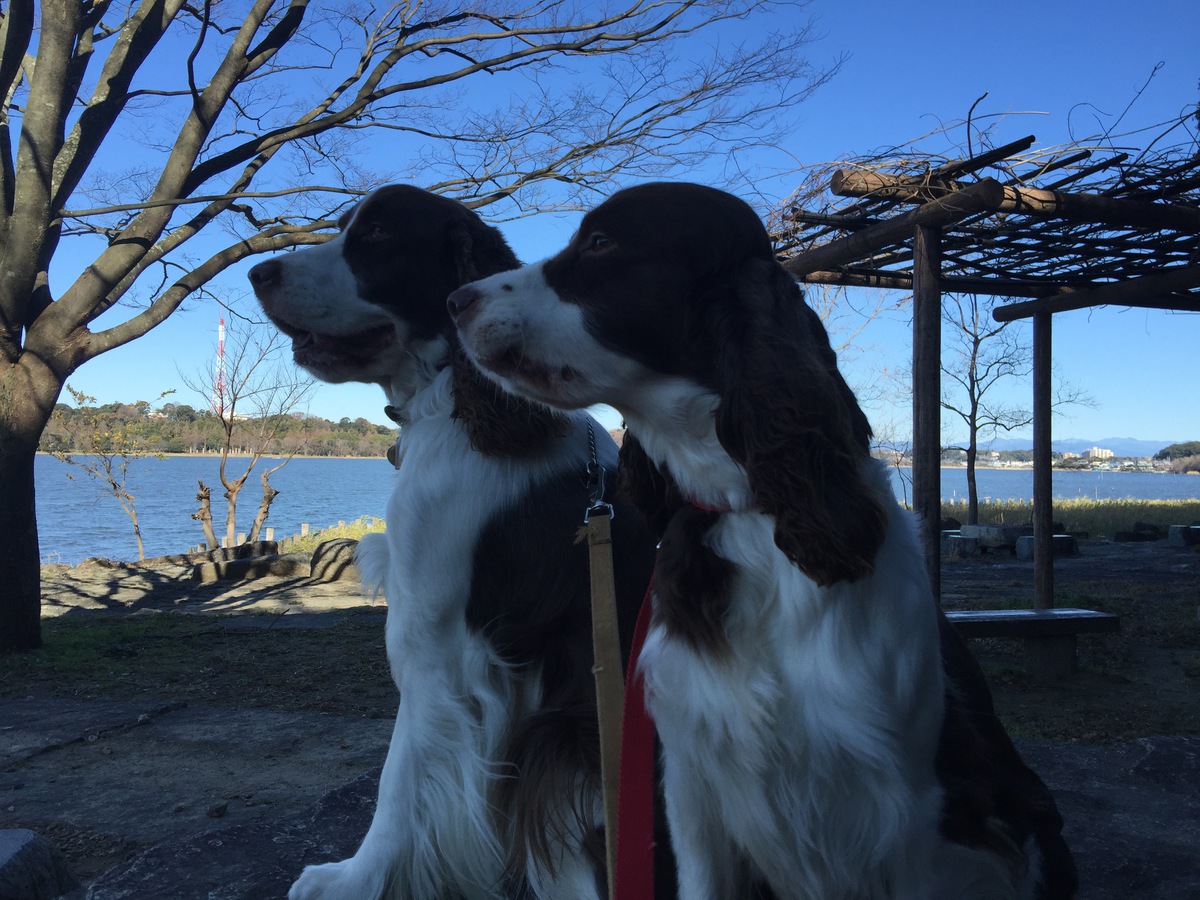 ミミへ【天国にいる愛犬への手紙】