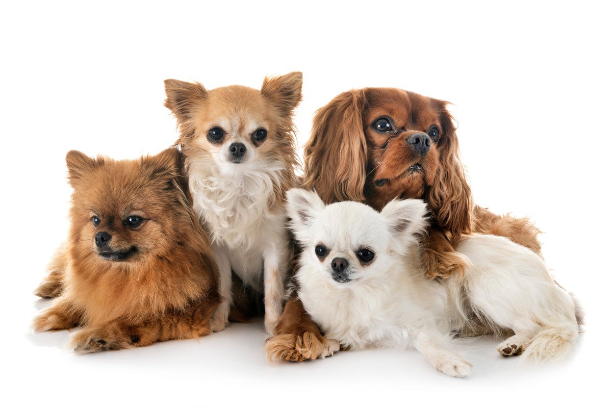 『小型犬の大きさ』の基準とは？体重は何キロまで？迎える際の注意点まで