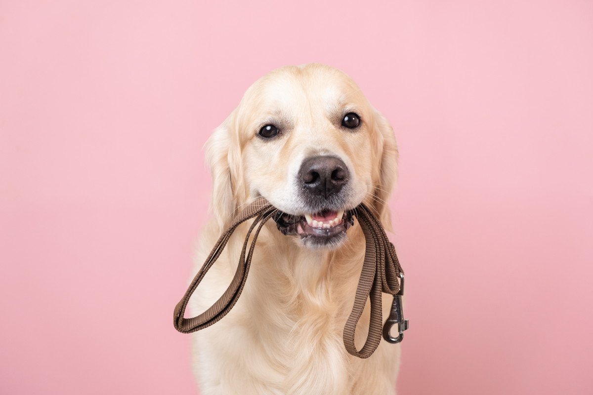 わかりやす～！犬が『早く散歩に行こう♡』と飼い主に伝えている時の仕草4選