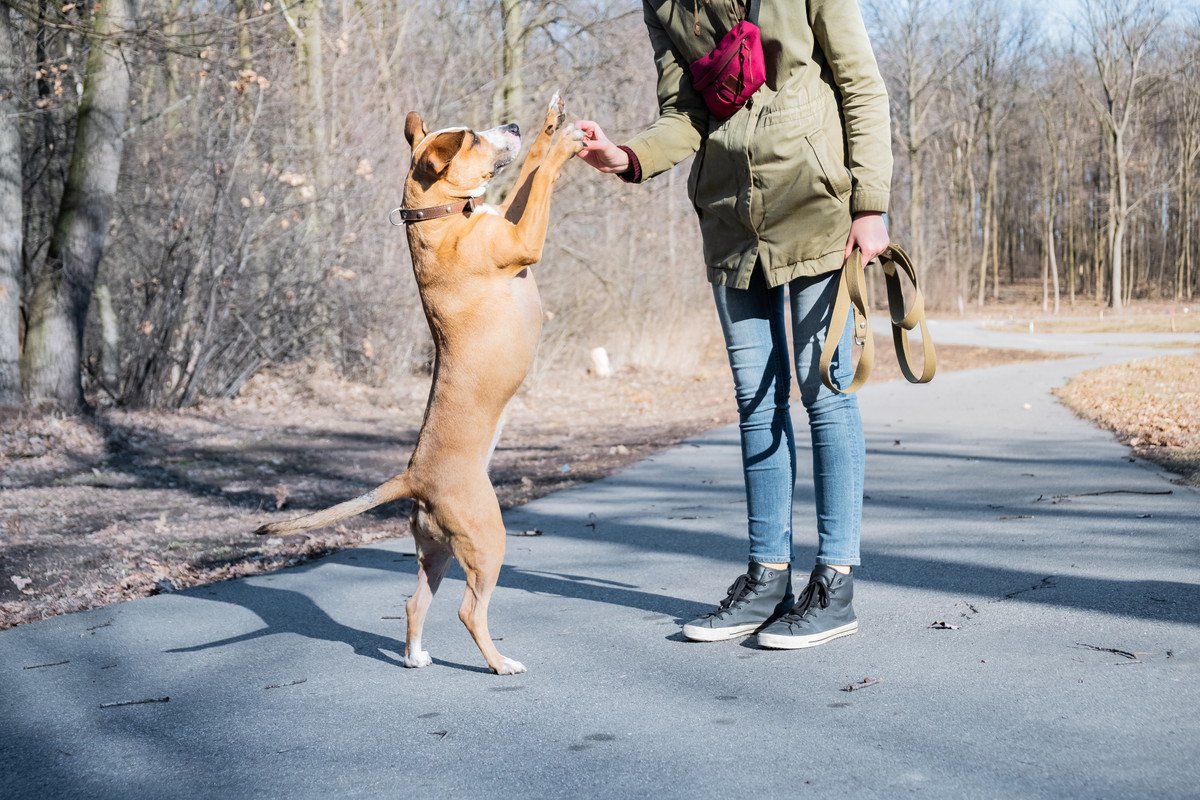 犬に『二足歩行』をさせる危険性とは？絶対NGな理由や愛犬に与える悪影響まで