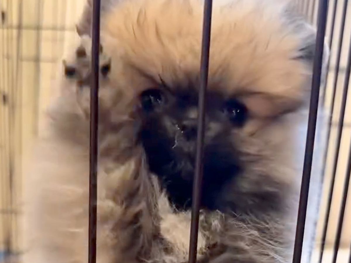 暑がりな赤ちゃん犬→心配なので『凍ったペットボトルをあげた』結果…あまりにも可愛い光景が24万再生「冷やしたぬきｗ」「試したい」と絶賛
