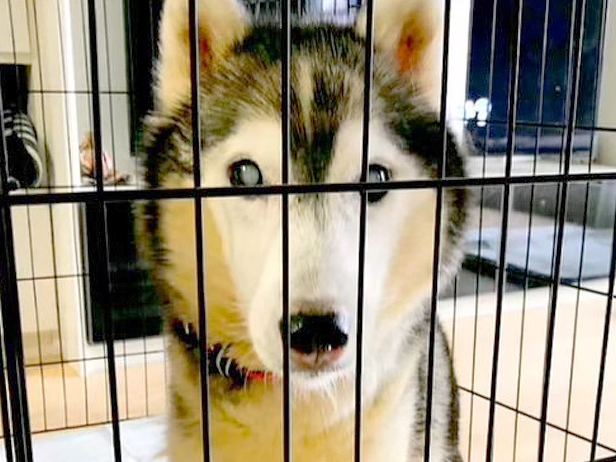 飼育放棄された『10kgしかない大型の老犬』→お迎えすると決めた結果…思わず涙が溢れる『現在の光景』に「本当の飼い主に出会えてよかった」