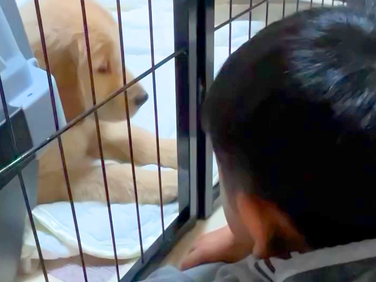 『僕は大型犬のお世話しない』５歳の男の子がワンコに大反対→一緒に暮らし始めたら…当時では考えられない『現在の光景』が泣けると10万再生