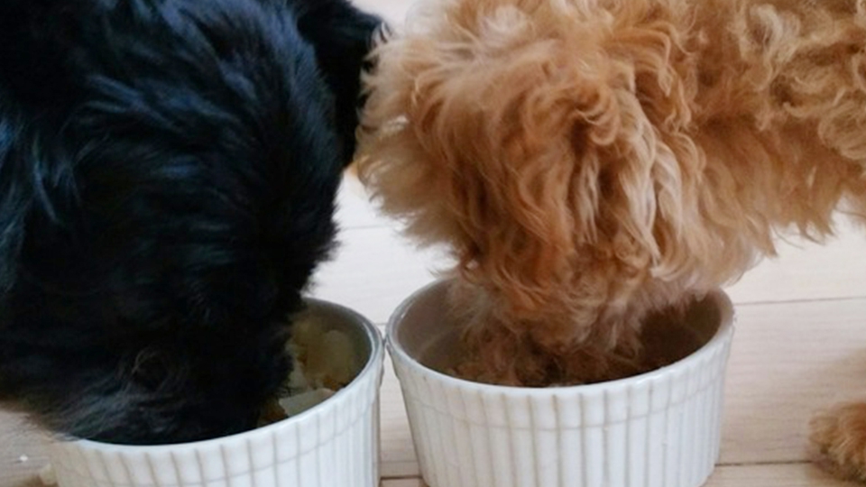 笑顔が増える多頭飼いのススメ