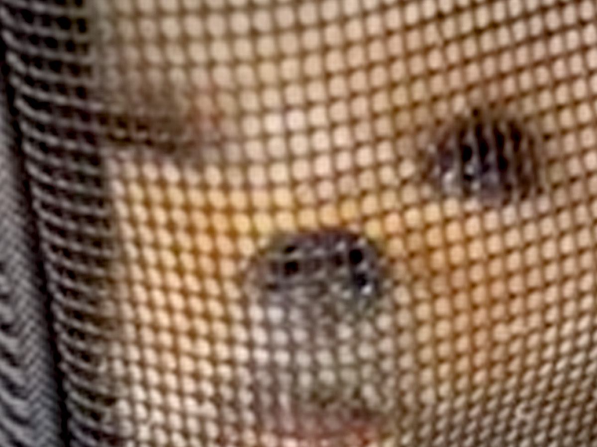 『犬がクレートの中で眠っている』と思ったら…完全に笑わせにきている『衝撃の表情』が31万再生「吹いたｗ」「面白すぎるｗｗ」と爆笑続々