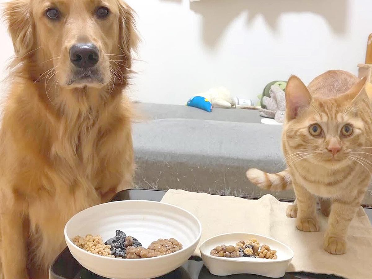 犬と猫に『納豆』食べさせてみた→口に合わないかなと思ったら…正反対すぎる反応が14万再生「気持ち良い食べっぷり」「猫の分も吸い込んで草」
