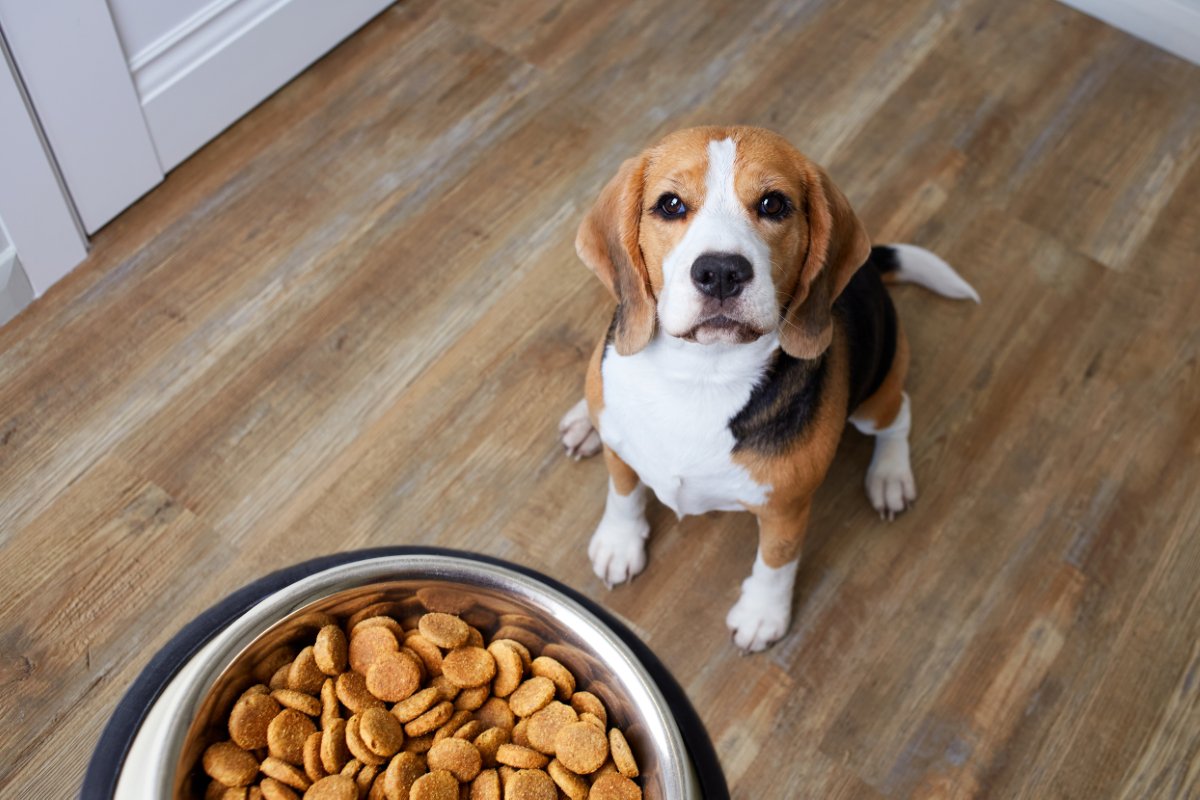 犬に『ごはん』を与えるときの絶対NG行為６選　愛犬の健康を損なうフードの食べさせ方とは？