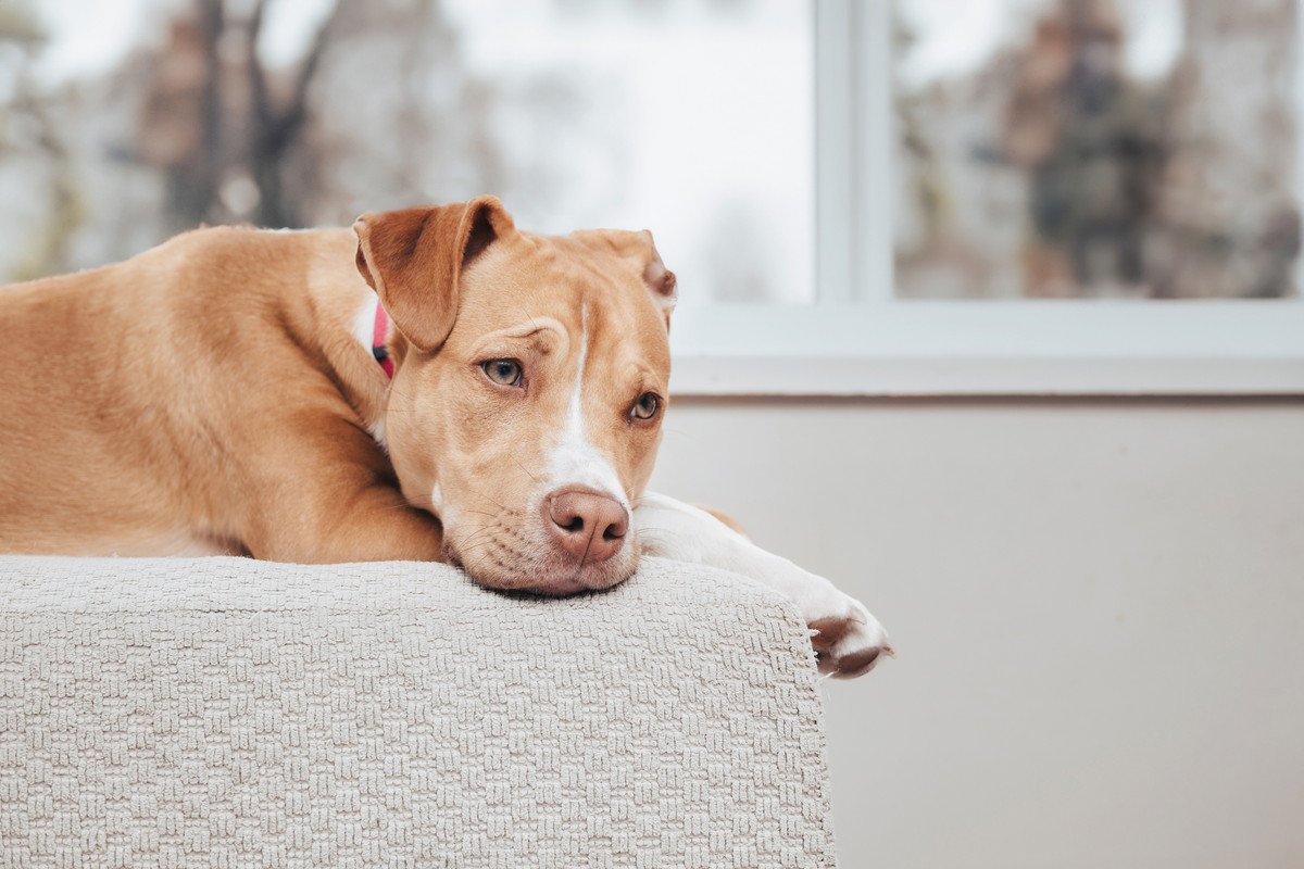 犬が『おもしろくない』と感じているときのサイン２選　愛犬を退屈させないための対策とは？