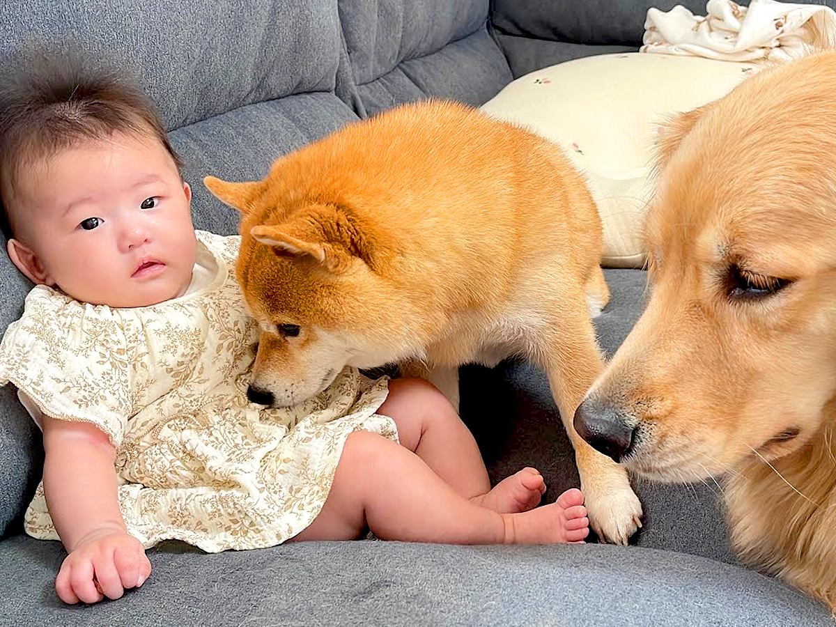 赤ちゃんと一緒にお出かけしようとしたら、犬たちが…切なすぎる『まさかの光景』が43万再生「何とも言えないお目目…」「健気すぎて泣いた」