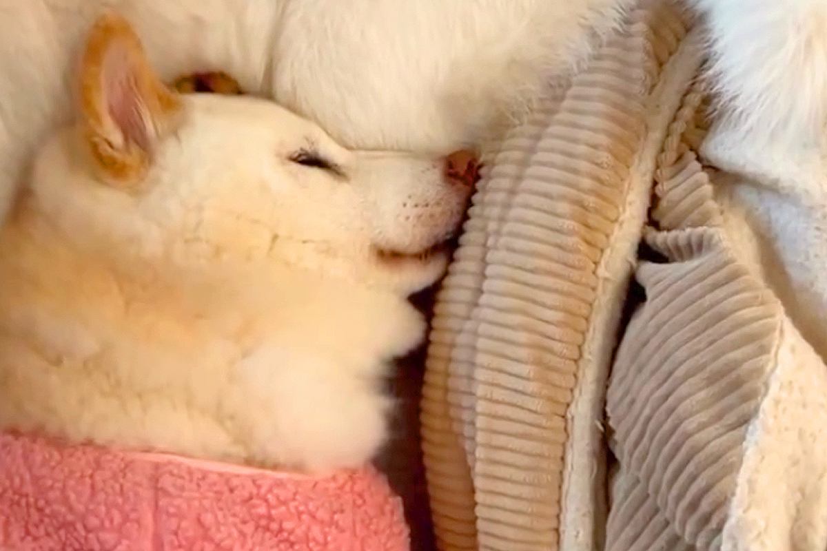 15歳になり、不安を感じやすくなったおばあちゃん犬→おじいちゃん犬が寄り添って…尊すぎる『夫婦の絆』が23万再生「涙が止まらない…」