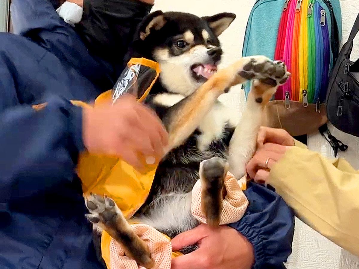 雨の日、犬を散歩に連れていくため『カッパを着せようとした』結果…想像を超える『ブチギレ』が13万再生「激おこ可愛いｗ」「イキッてて草」