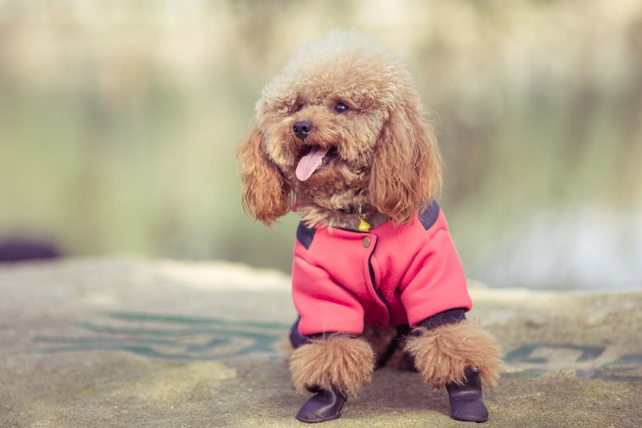 かわいいだけじゃない！犬服のお役立ちシーン４選