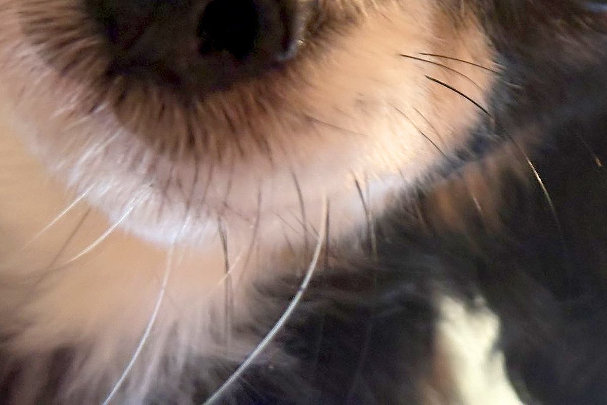 『犬のベッドで寝落ちした』結果→気付いたら朝になっていて…『目が覚めた瞬間の光景』に5万いいね「朝まで起こさなかったの優しい」「可愛い」