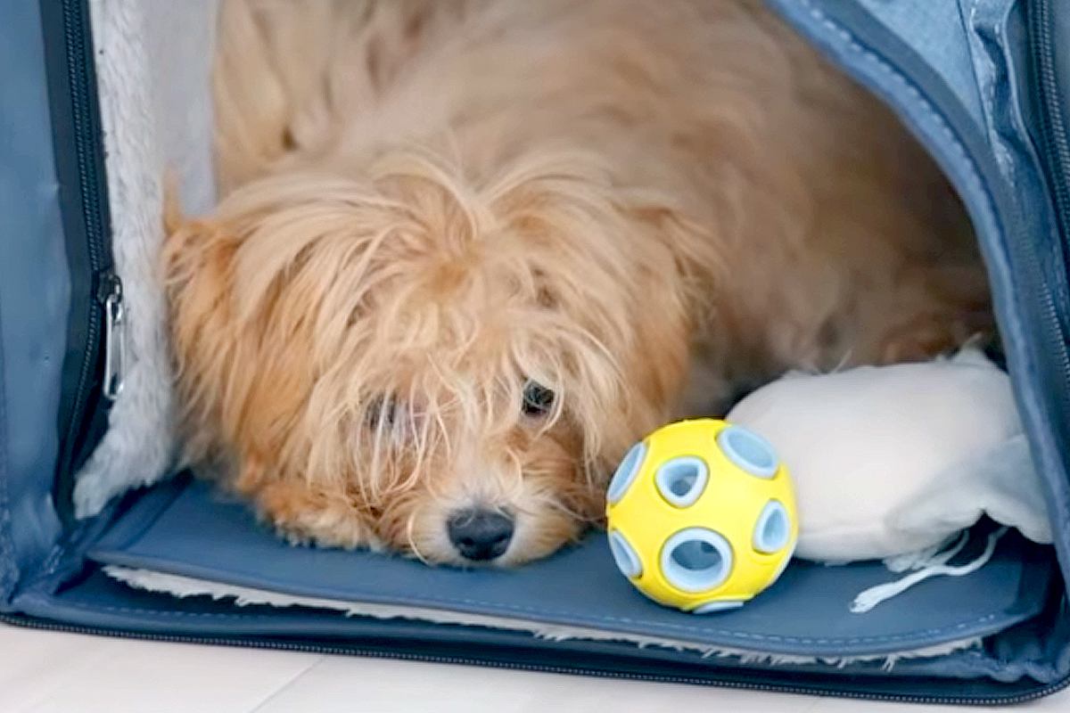 とても怖がりな『もさもさの子犬』→初めてトリミングをしてもらった結果…同じ犬とは思えない『大変身』に絶賛「とってもいい子」「お疲れ様」