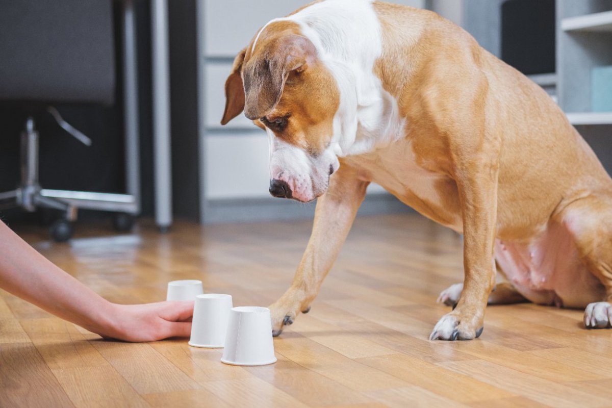 室内でできる『犬の脳トレ』5選　簡単にできる遊び方と脳に刺激を与えるコツ