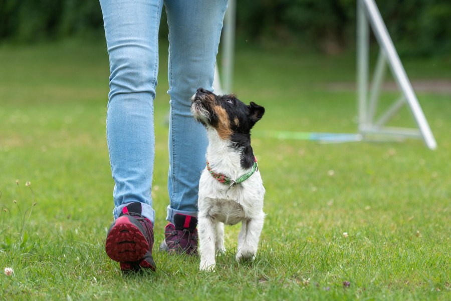 犬の作業能力は『飼い主の行動によって影響される』という研究結果