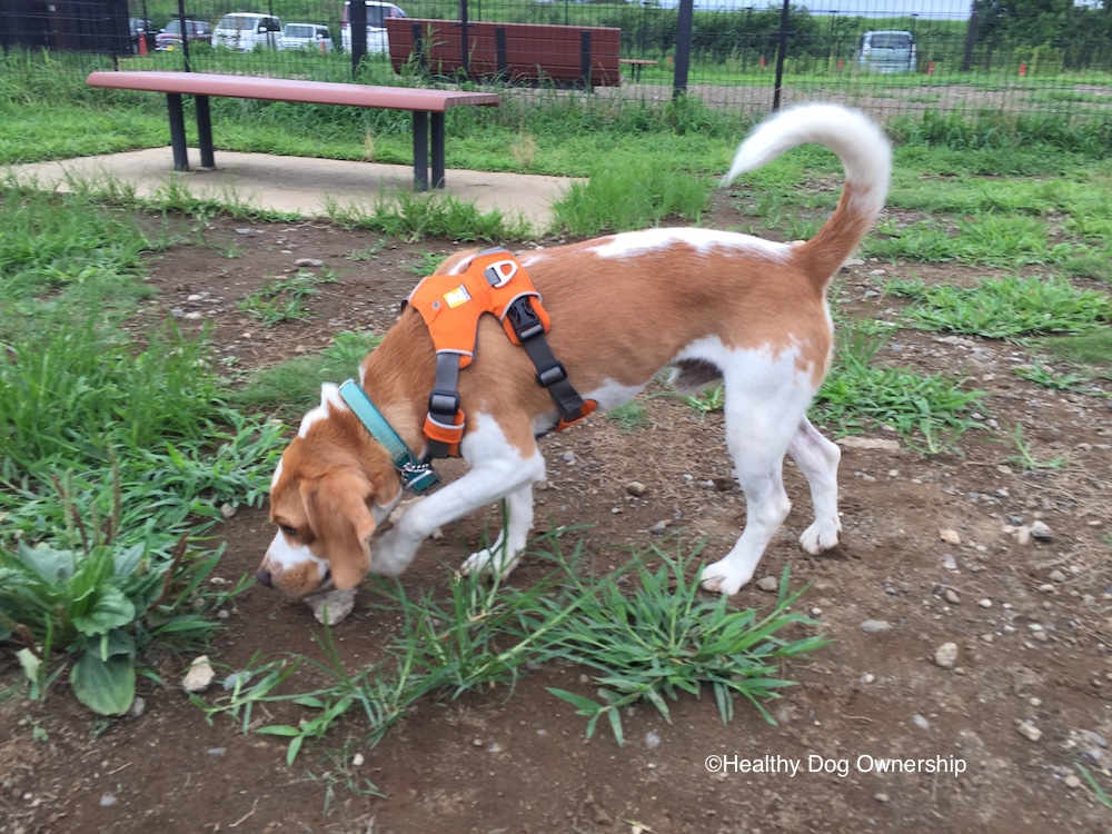 犬の食糞の原因と対策を科学的に考える