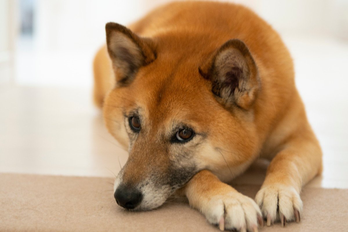 犬が見せる「不満サイン」4選！言いたいことがある時にしている仕草や態度とは？