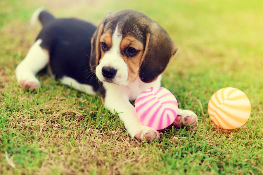 犬を遊びに誘っても喜んでくれない理由とやりたい対策