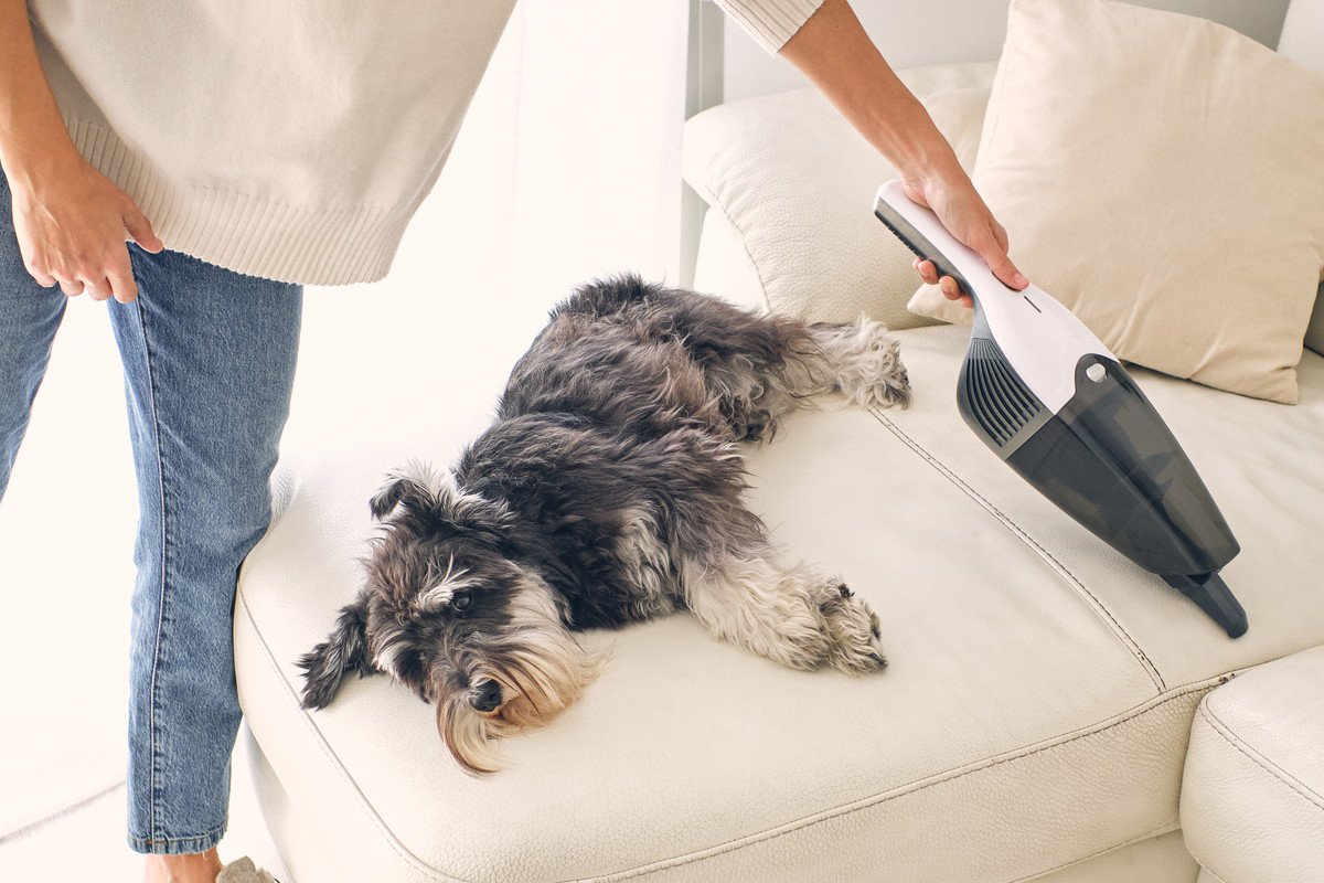 犬の抜け毛を効率よく掃除する方法5選！飼い主がしている工夫とコツ　「試してみる」「掃除機より便利かも」