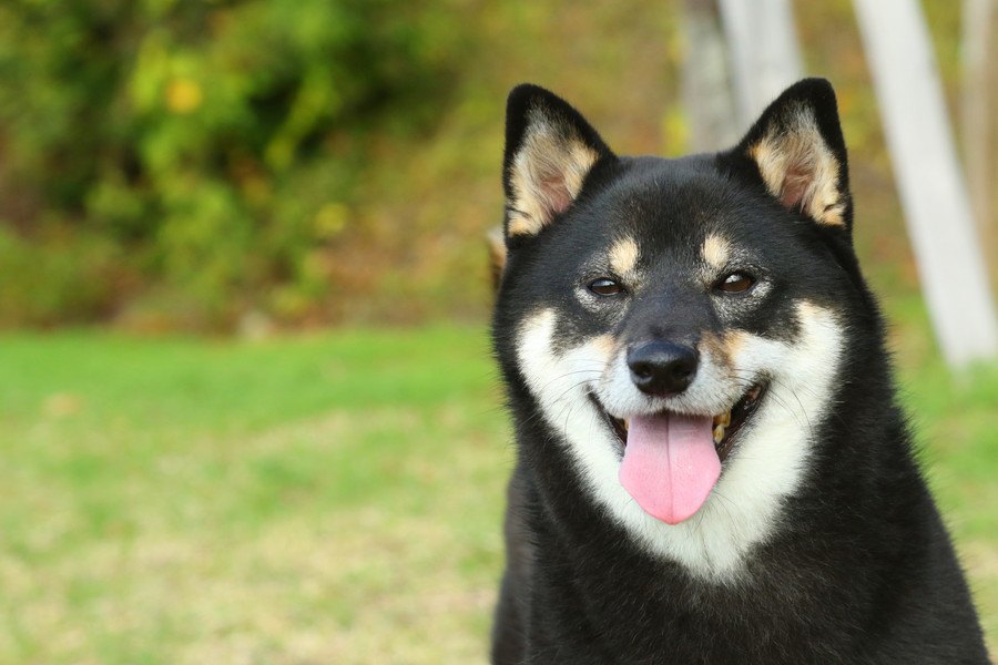 日本犬が海外で人気な理由５つ