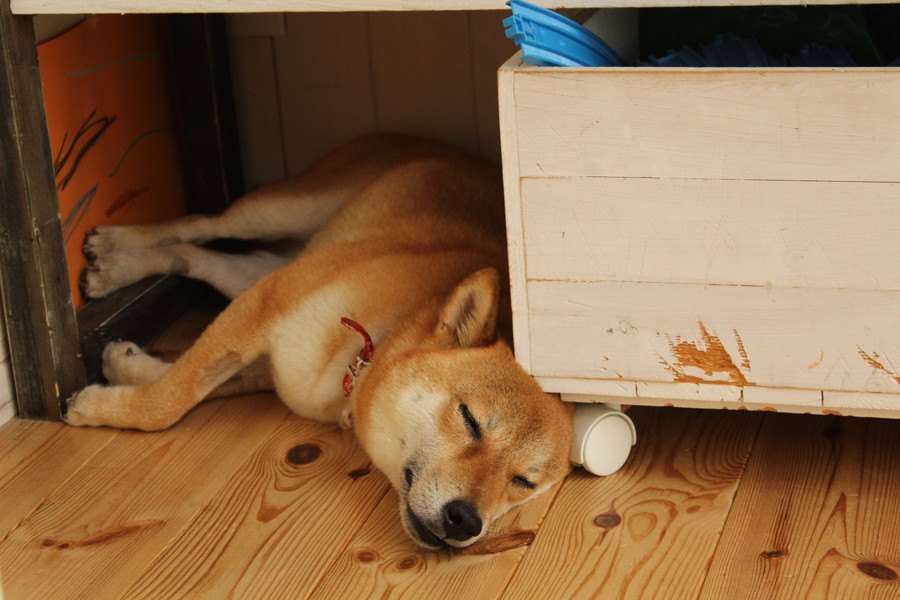 飼い主の帰宅時に犬がお出迎えしてくれない時の心理３つ